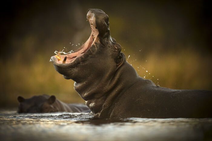 Fotografia de vida selvagem captura momentos que parecem impossíveis entre humanos e animais (30 fotos) 15 Fotografia de vida selvagem captura momentos que parecem impossíveis entre humanos e animais (30 fotos) 15