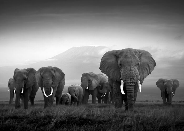 Fotografia de vida selvagem captura momentos que parecem impossíveis entre humanos e animais (30 fotos) 16 Fotografia de vida selvagem captura momentos que parecem impossíveis entre humanos e animais (30 fotos) 16