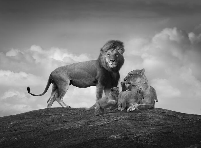 Fotografia de vida selvagem captura momentos que parecem impossíveis entre humanos e animais (30 fotos) 18 Fotografia de vida selvagem captura momentos que parecem impossíveis entre humanos e animais (30 fotos) 18