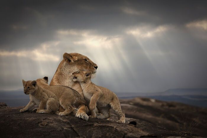 Fotografia de vida selvagem captura momentos que parecem impossíveis entre humanos e animais (30 fotos) 21 Fotografia de vida selvagem captura momentos que parecem impossíveis entre humanos e animais (30 fotos) 21