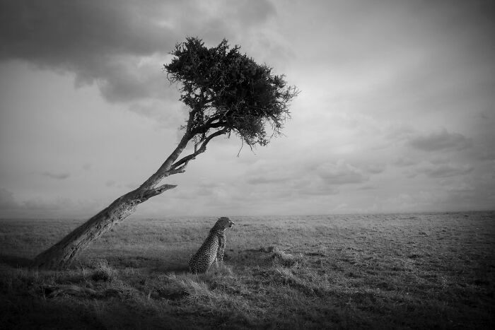 Fotografia de vida selvagem captura momentos que parecem impossíveis entre humanos e animais (30 fotos) 23 Fotografia de vida selvagem captura momentos que parecem impossíveis entre humanos e animais (30 fotos) 23