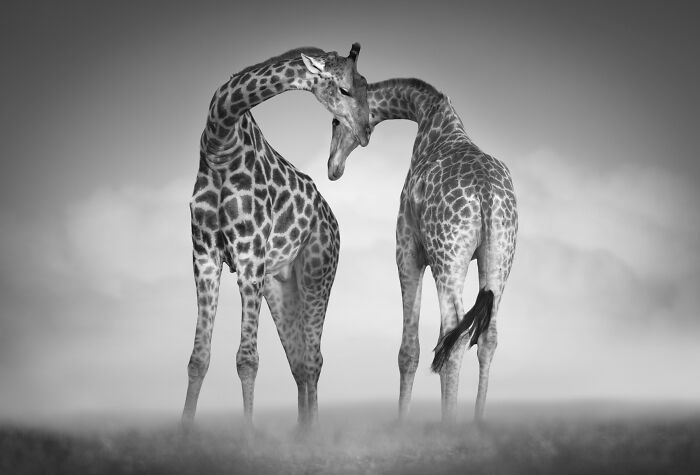 Fotografia de vida selvagem captura momentos que parecem impossíveis entre humanos e animais (30 fotos) 24 Fotografia de vida selvagem captura momentos que parecem impossíveis entre humanos e animais (30 fotos) 24