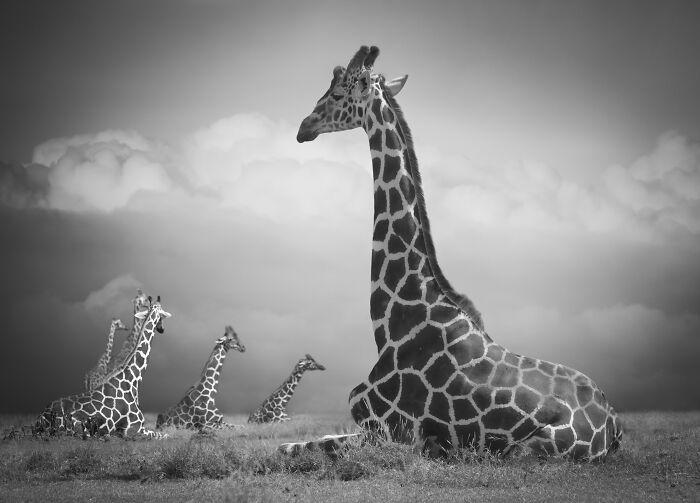Fotografia de vida selvagem captura momentos que parecem impossíveis entre humanos e animais (30 fotos) 26 Fotografia de vida selvagem captura momentos que parecem impossíveis entre humanos e animais (30 fotos) 26