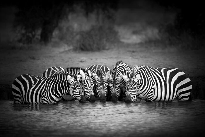 Fotografia de vida selvagem captura momentos que parecem impossíveis entre humanos e animais (30 fotos) 27 Fotografia de vida selvagem captura momentos que parecem impossíveis entre humanos e animais (30 fotos) 27