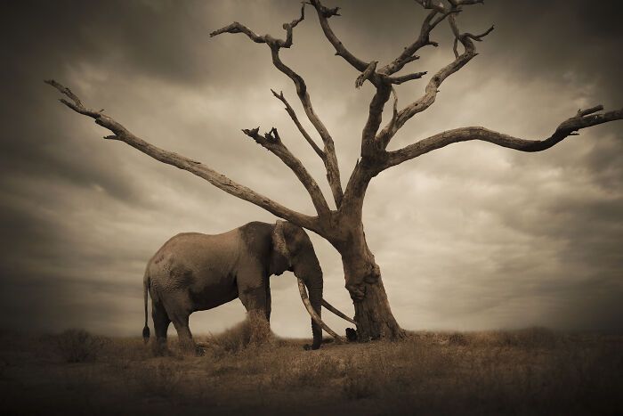 Fotografia de vida selvagem captura momentos que parecem impossíveis entre humanos e animais (30 fotos) 28 Fotografia de vida selvagem captura momentos que parecem impossíveis entre humanos e animais (30 fotos) 28