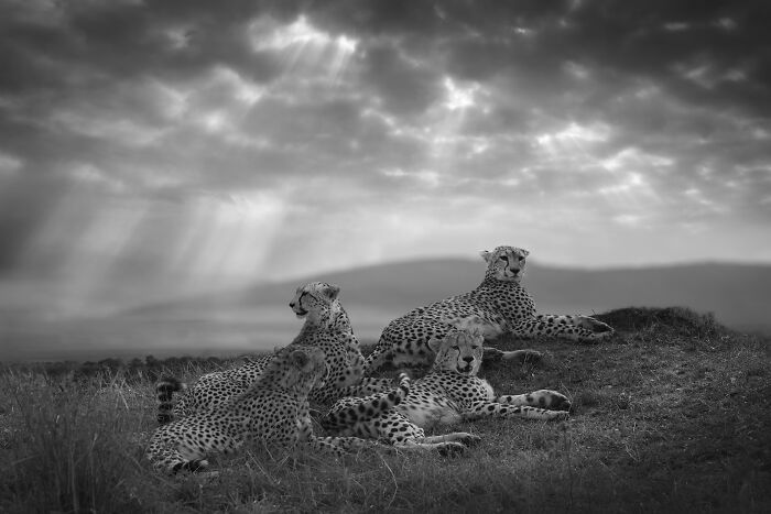 Fotografia de vida selvagem captura momentos que parecem impossíveis entre humanos e animais (30 fotos) 29 Fotografia de vida selvagem captura momentos que parecem impossíveis entre humanos e animais (30 fotos) 29