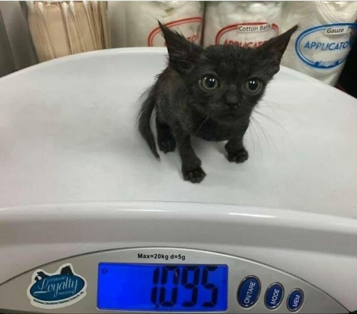34 fotos de gatos engraçados que parecem ter sido feitas para a internet 2