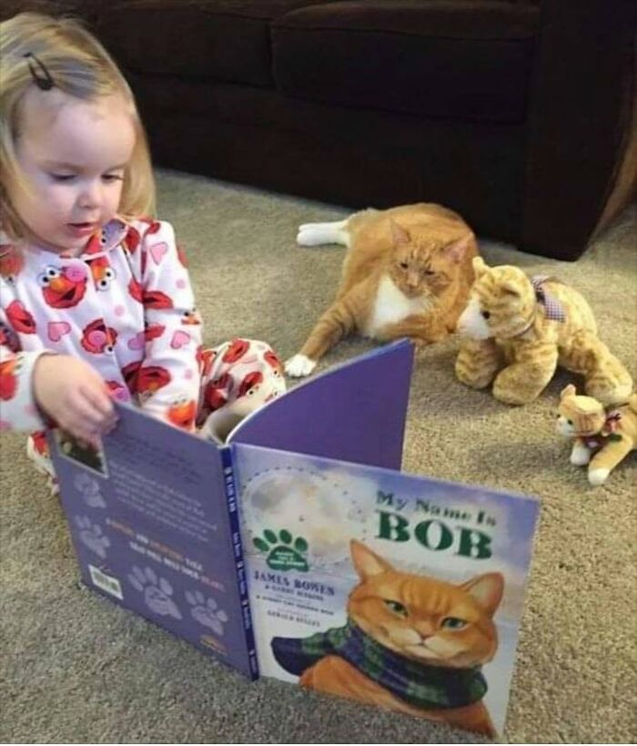 34 fotos de gatos engraçados que parecem ter sido feitas para a internet 4