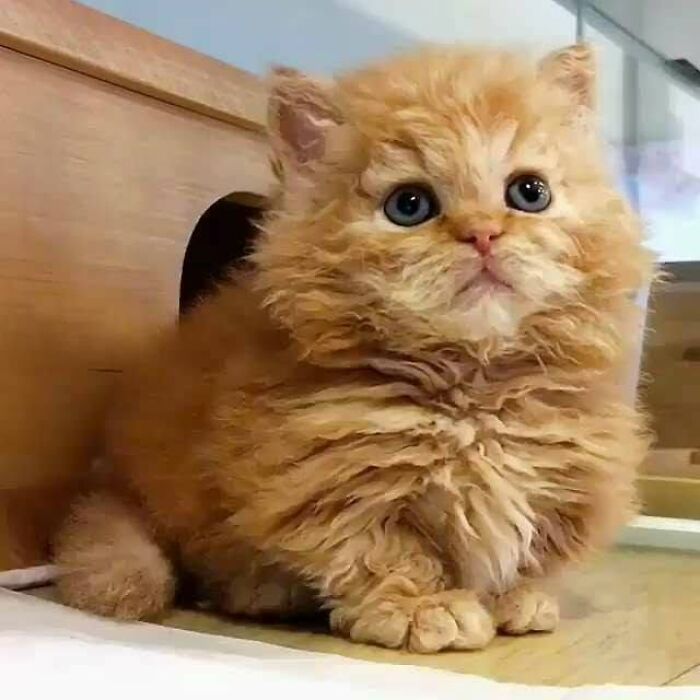 34 fotos de gatos engraçados que parecem ter sido feitas para a internet 6