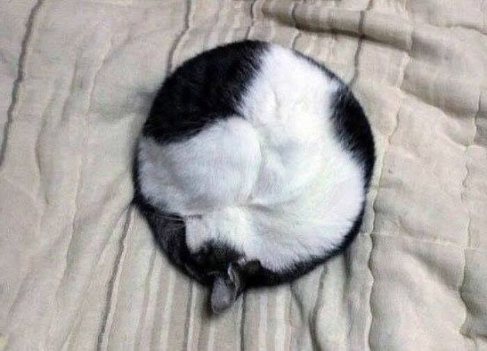 34 fotos de gatos engraçados que parecem ter sido feitas para a internet 7