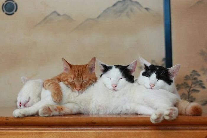 34 fotos de gatos engraçados que parecem ter sido feitas para a internet 8
