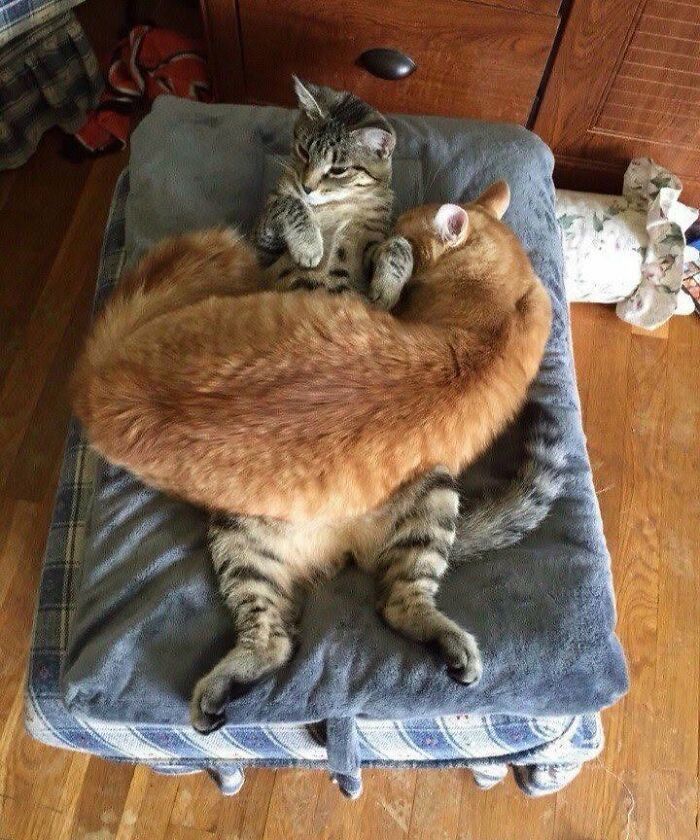 34 fotos de gatos engraçados que parecem ter sido feitas para a internet 9