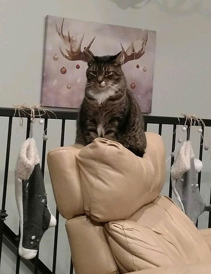 34 fotos de gatos engraçados que parecem ter sido feitas para a internet 10