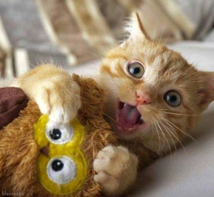 34 fotos de gatos engraçados que parecem ter sido feitas para a internet 11