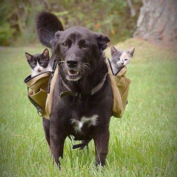 34 fotos de gatos engraçados que parecem ter sido feitas para a internet 12
