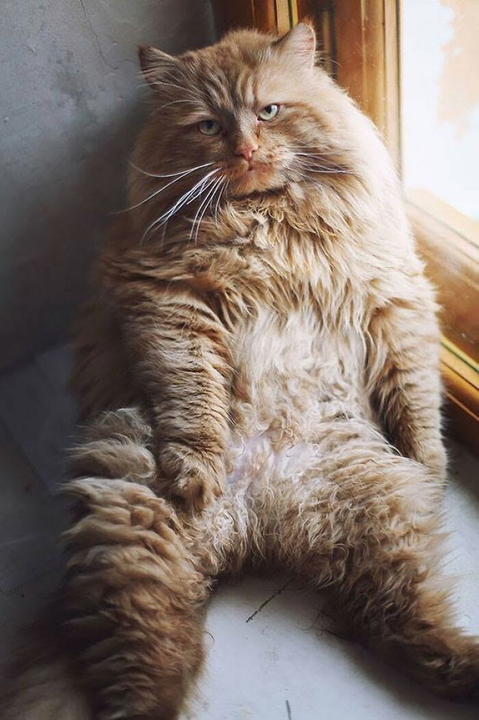34 fotos de gatos engraçados que parecem ter sido feitas para a internet 13