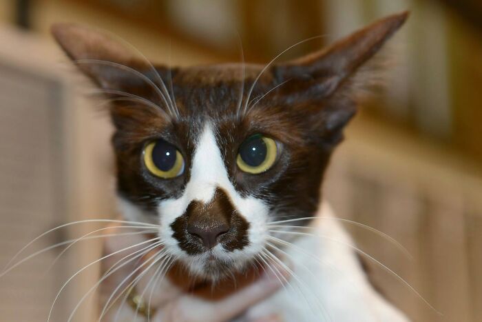 34 fotos de gatos engraçados que parecem ter sido feitas para a internet 14