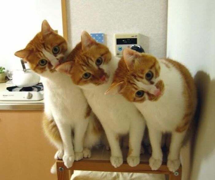34 fotos de gatos engraçados que parecem ter sido feitas para a internet 16