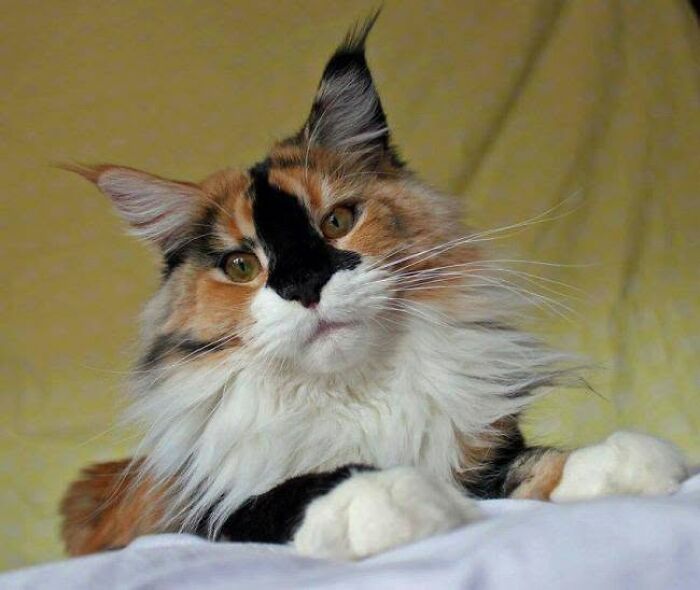 34 fotos de gatos engraçados que parecem ter sido feitas para a internet 17