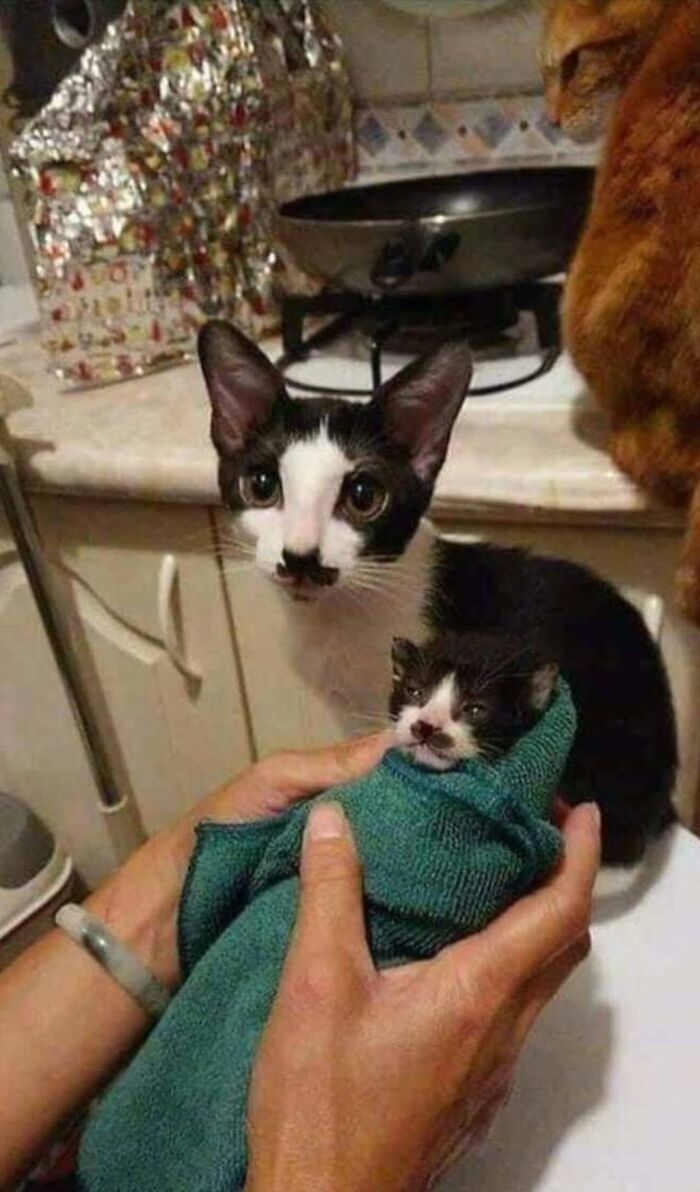 34 fotos de gatos engraçados que parecem ter sido feitas para a internet 18