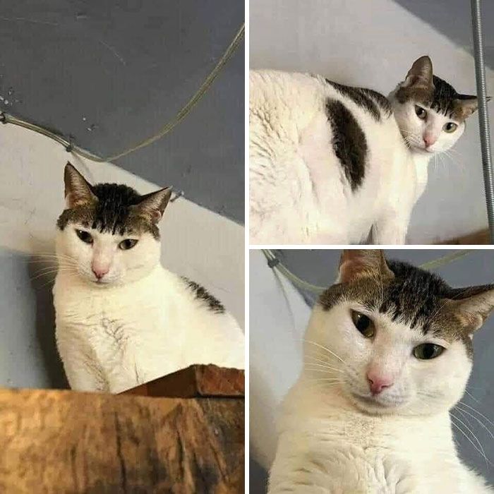 34 fotos de gatos engraçados que parecem ter sido feitas para a internet 19