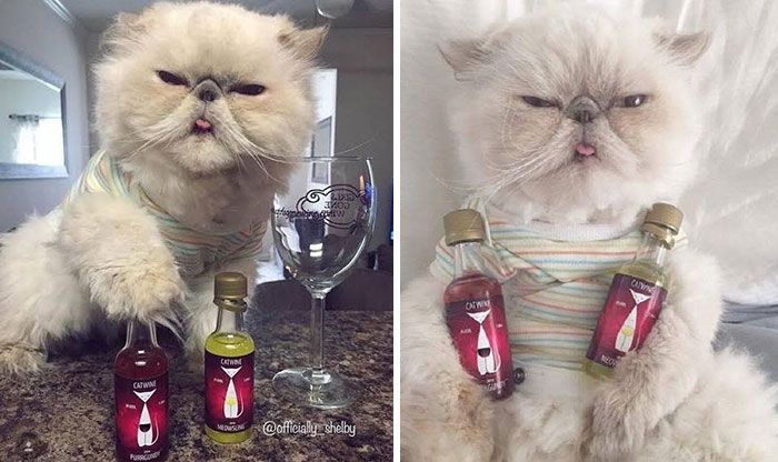 34 fotos de gatos engraçados que parecem ter sido feitas para a internet 21