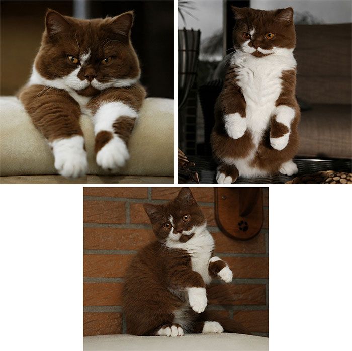 34 fotos de gatos engraçados que parecem ter sido feitas para a internet 22