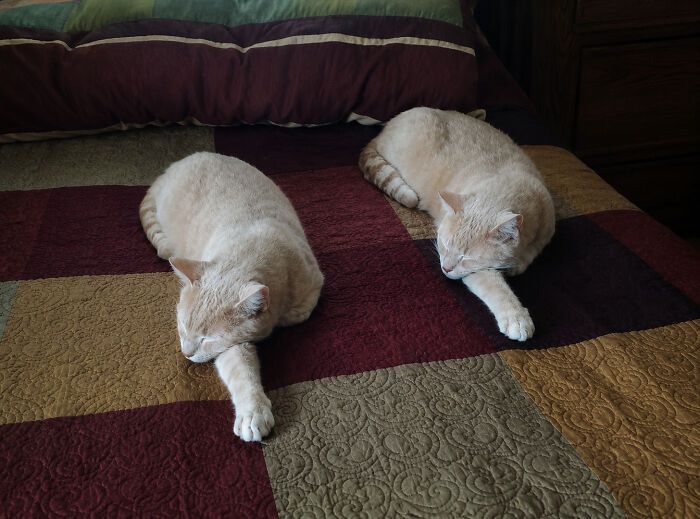 34 fotos de gatos engraçados que parecem ter sido feitas para a internet 23