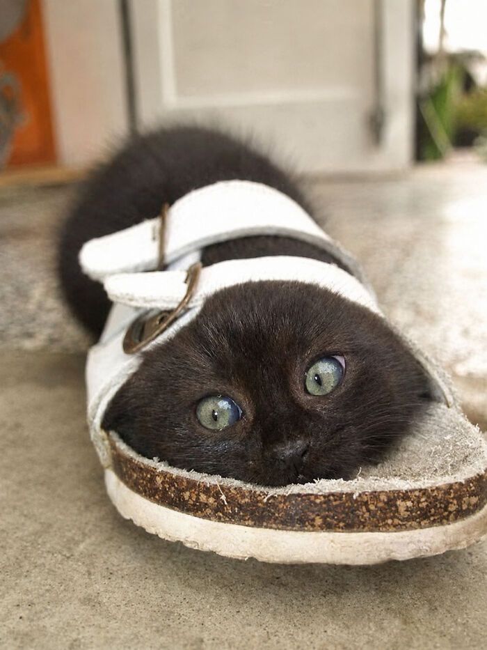 34 fotos de gatos engraçados que parecem ter sido feitas para a internet 24