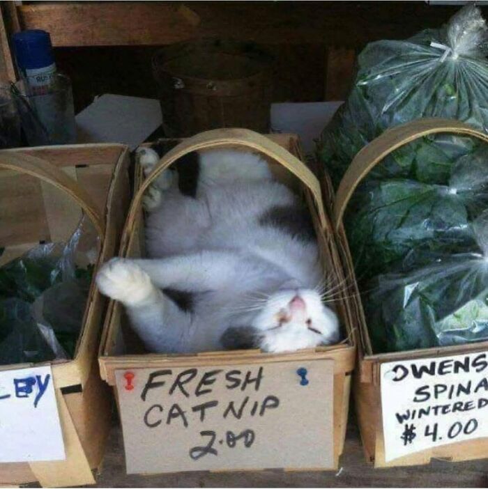 34 fotos de gatos engraçados que parecem ter sido feitas para a internet 25