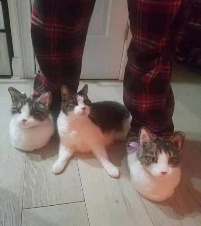 34 fotos de gatos engraçados que parecem ter sido feitas para a internet 26