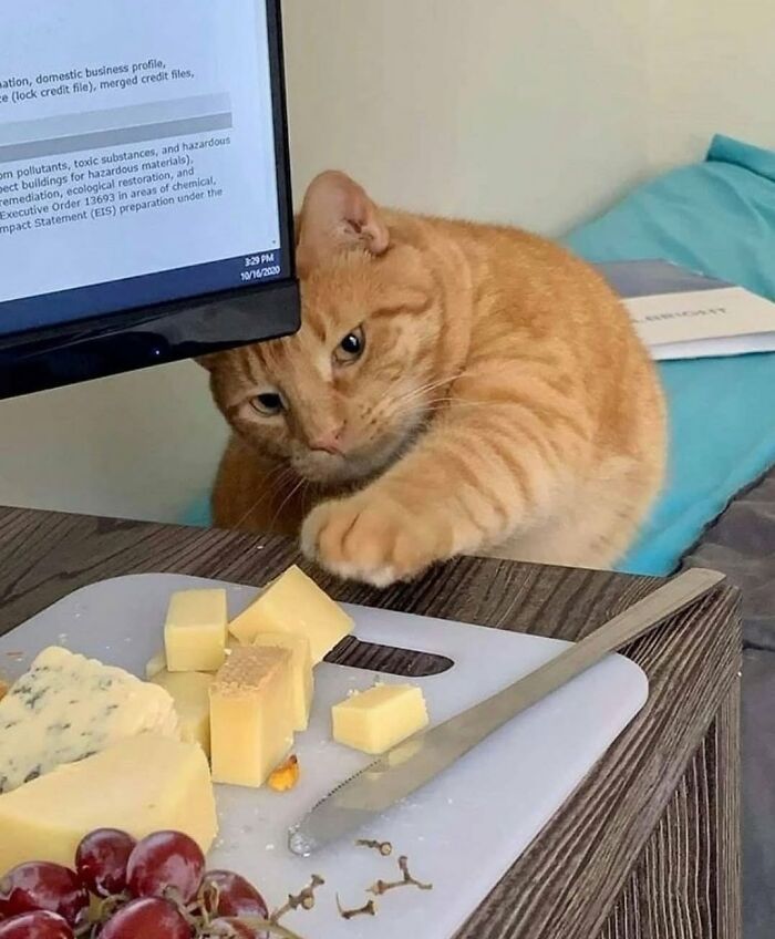 34 fotos de gatos engraçados que parecem ter sido feitas para a internet 30