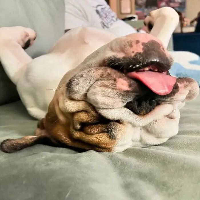 42 fotos engraçadas de cachorros que parecem ter esquecido como se comporta um cachorro 42 fotos engraçadas de cachorros que parecem ter esquecido como se comporta um cachorro