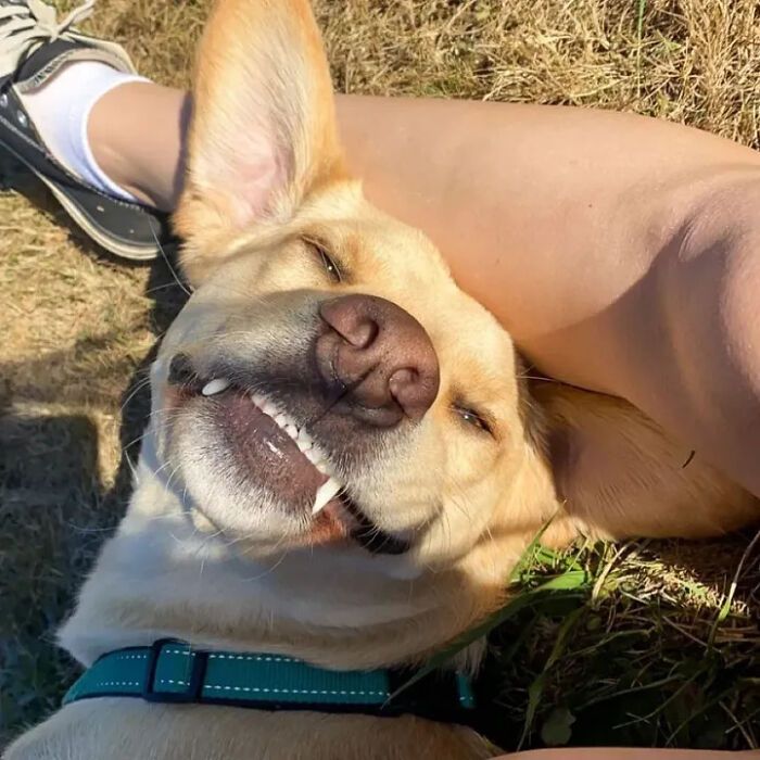 42 fotos engraçadas de cachorros que parecem ter esquecido como se comporta um cachorro 1 42 fotos engraçadas de cachorros que parecem ter esquecido como se comporta um cachorro 1