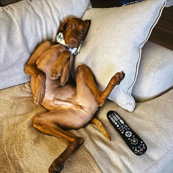42 fotos engraçadas de cachorros que parecem ter esquecido como se comporta um cachorro 2 42 fotos engraçadas de cachorros que parecem ter esquecido como se comporta um cachorro 2