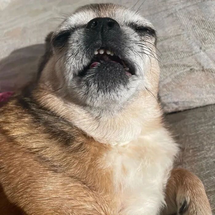 42 fotos engraçadas de cachorros que parecem ter esquecido como se comporta um cachorro 3 42 fotos engraçadas de cachorros que parecem ter esquecido como se comporta um cachorro 3