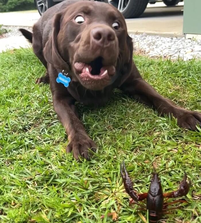42 fotos engraçadas de cachorros que parecem ter esquecido como se comporta um cachorro 5 42 fotos engraçadas de cachorros que parecem ter esquecido como se comporta um cachorro 5