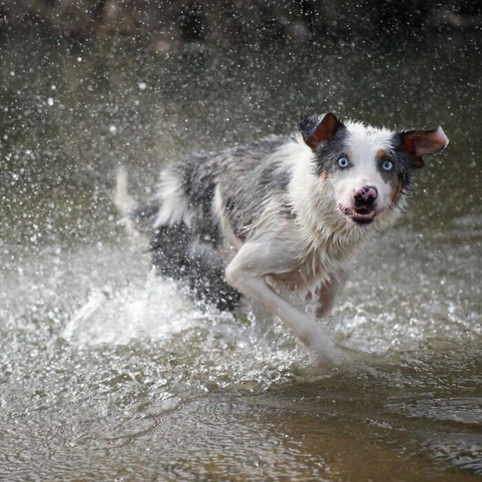 42 fotos engraçadas de cachorros que parecem ter esquecido como se comporta um cachorro 6 42 fotos engraçadas de cachorros que parecem ter esquecido como se comporta um cachorro 6