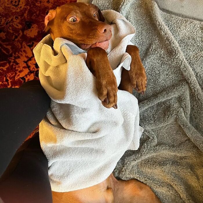 42 fotos engraçadas de cachorros que parecem ter esquecido como se comporta um cachorro 7 42 fotos engraçadas de cachorros que parecem ter esquecido como se comporta um cachorro 7