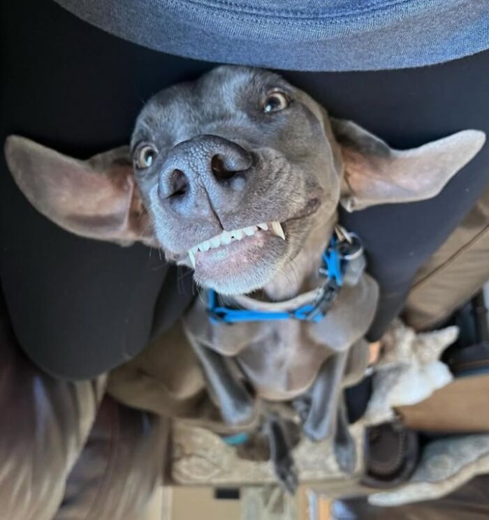 42 fotos engraçadas de cachorros que parecem ter esquecido como se comporta um cachorro 9 42 fotos engraçadas de cachorros que parecem ter esquecido como se comporta um cachorro 9