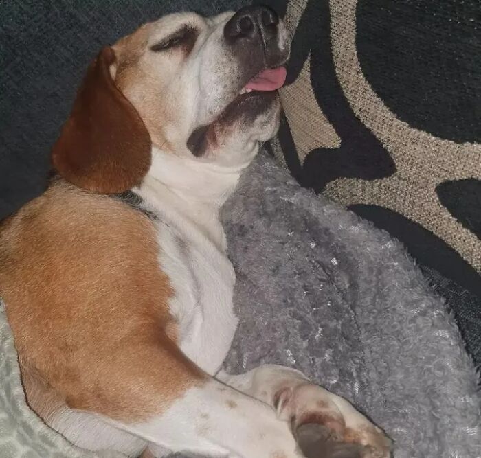 42 fotos engraçadas de cachorros que parecem ter esquecido como se comporta um cachorro 10 42 fotos engraçadas de cachorros que parecem ter esquecido como se comporta um cachorro 10