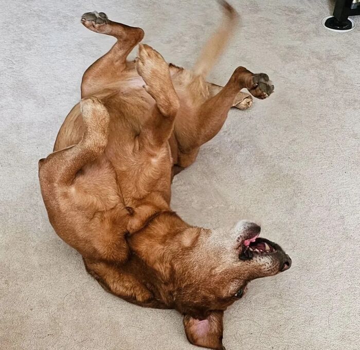 42 fotos engraçadas de cachorros que parecem ter esquecido como se comporta um cachorro 11 42 fotos engraçadas de cachorros que parecem ter esquecido como se comporta um cachorro 11