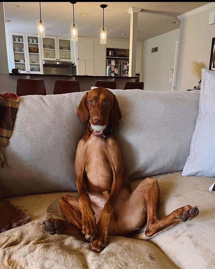 42 fotos engraçadas de cachorros que parecem ter esquecido como se comporta um cachorro 13 42 fotos engraçadas de cachorros que parecem ter esquecido como se comporta um cachorro 13