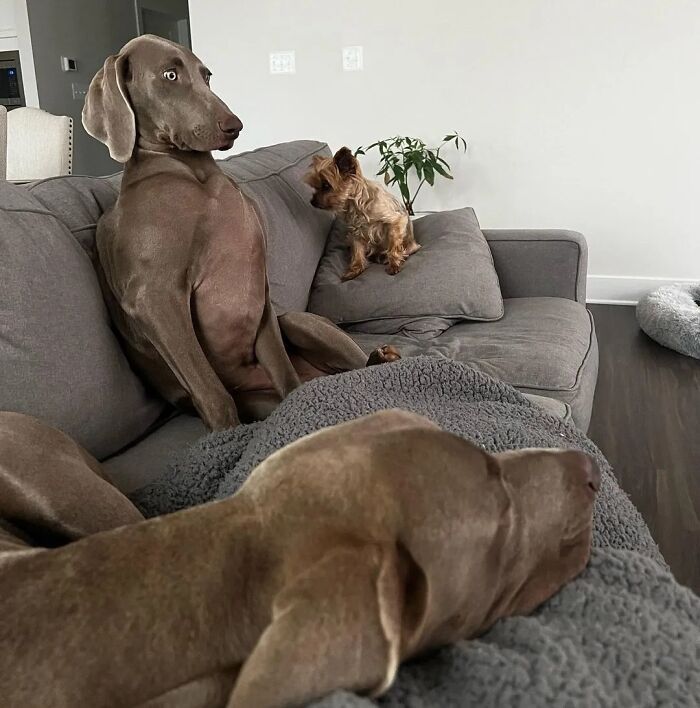 42 fotos engraçadas de cachorros que parecem ter esquecido como se comporta um cachorro 16 42 fotos engraçadas de cachorros que parecem ter esquecido como se comporta um cachorro 16