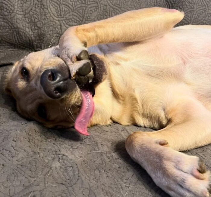 42 fotos engraçadas de cachorros que parecem ter esquecido como se comporta um cachorro 17 42 fotos engraçadas de cachorros que parecem ter esquecido como se comporta um cachorro 17