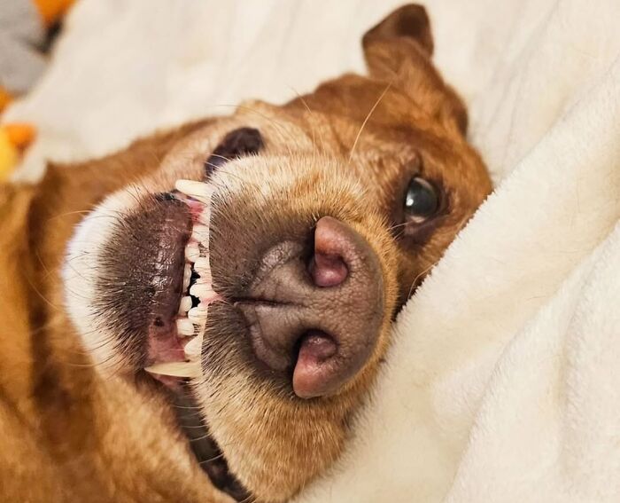 42 fotos engraçadas de cachorros que parecem ter esquecido como se comporta um cachorro 20 42 fotos engraçadas de cachorros que parecem ter esquecido como se comporta um cachorro 20