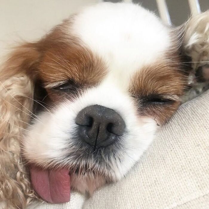 42 fotos engraçadas de cachorros que parecem ter esquecido como se comporta um cachorro 21 42 fotos engraçadas de cachorros que parecem ter esquecido como se comporta um cachorro 21