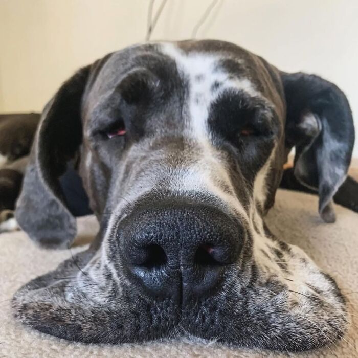 42 fotos engraçadas de cachorros que parecem ter esquecido como se comporta um cachorro 22 42 fotos engraçadas de cachorros que parecem ter esquecido como se comporta um cachorro 22