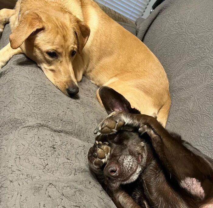 42 fotos engraçadas de cachorros que parecem ter esquecido como se comporta um cachorro 24 42 fotos engraçadas de cachorros que parecem ter esquecido como se comporta um cachorro 24