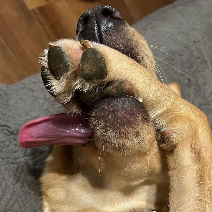 42 fotos engraçadas de cachorros que parecem ter esquecido como se comporta um cachorro 25 42 fotos engraçadas de cachorros que parecem ter esquecido como se comporta um cachorro 25